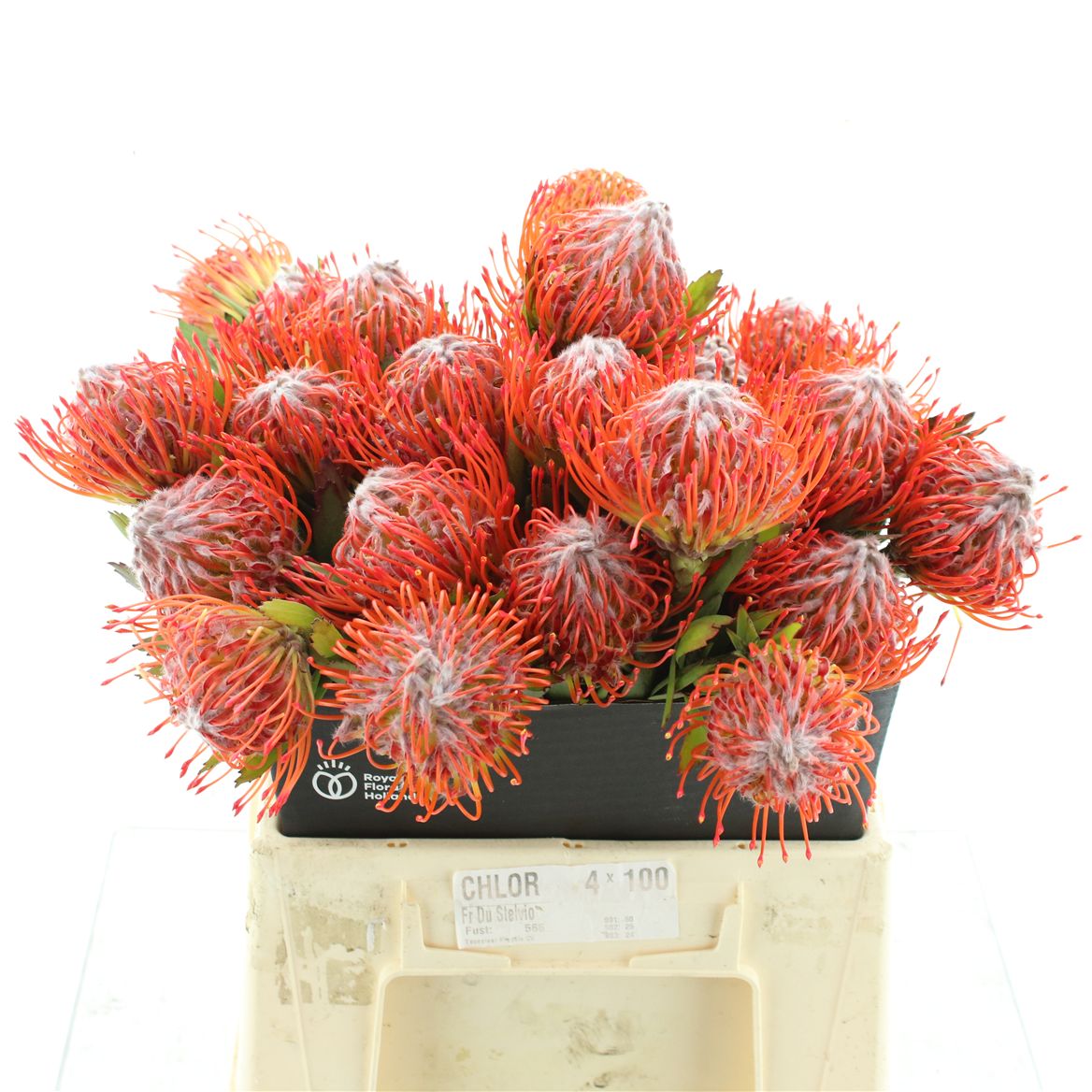 Leucospermum Tango 40cm