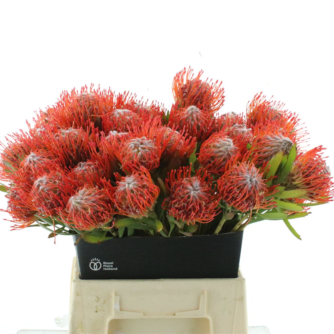 Leucospermum Tango 45cm