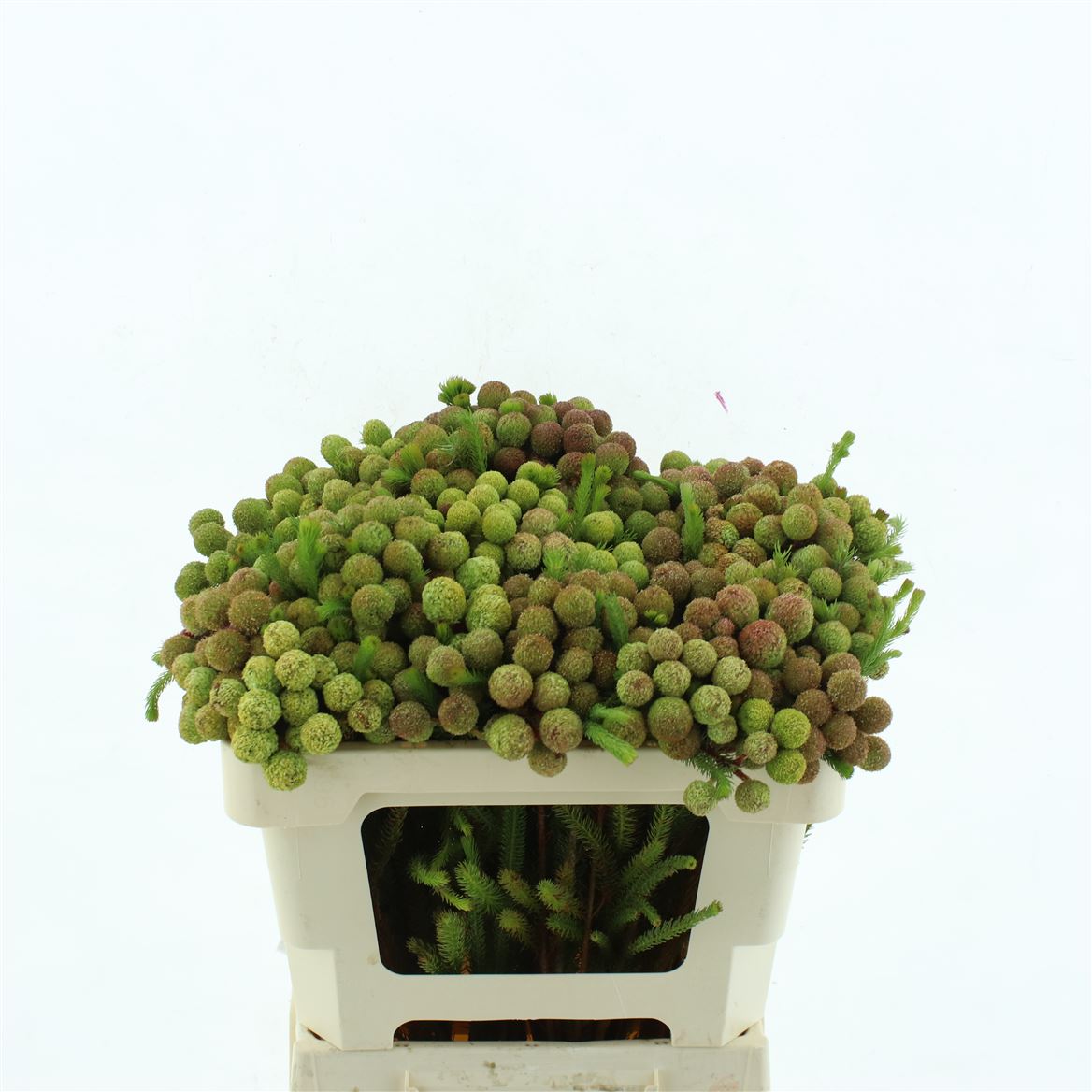 Berzelia Galpinii 50cm 23+