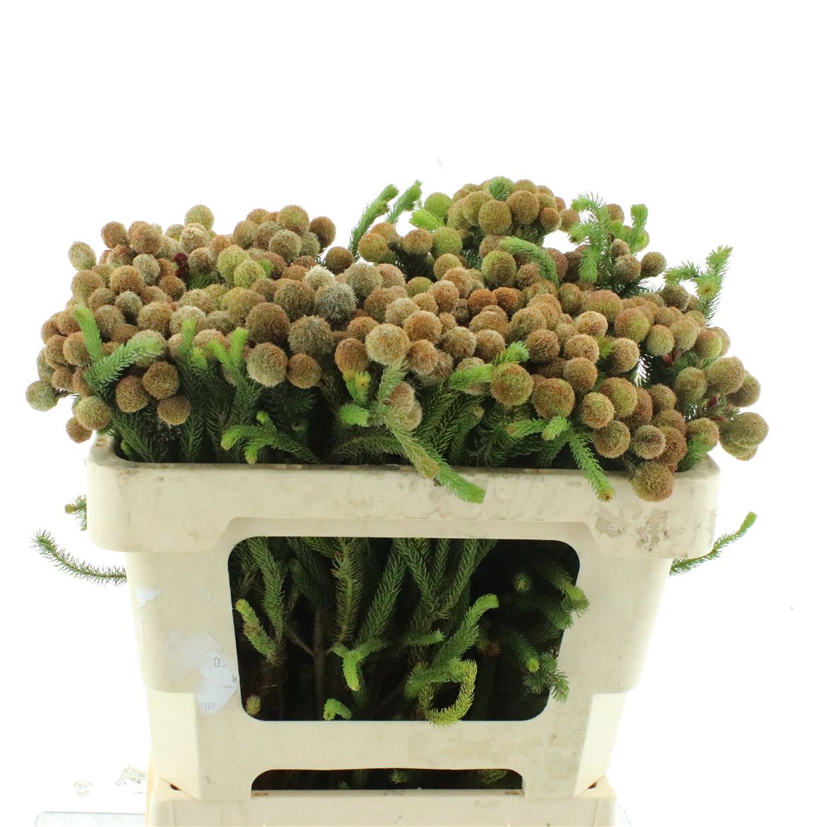Berzelia Galpinii 50cm