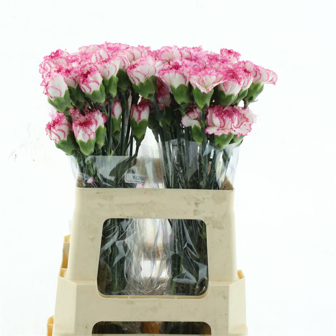 Dianthus Single Komachi 55cm