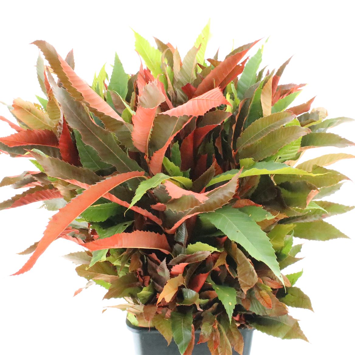 Castanea Sativa 60cm 250gr.