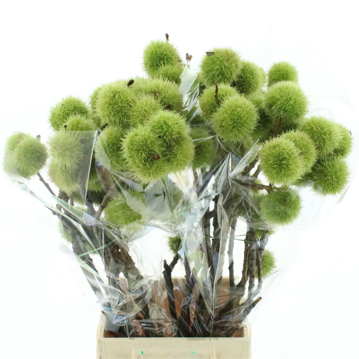 Castanea Sativa 60cm 400gr.