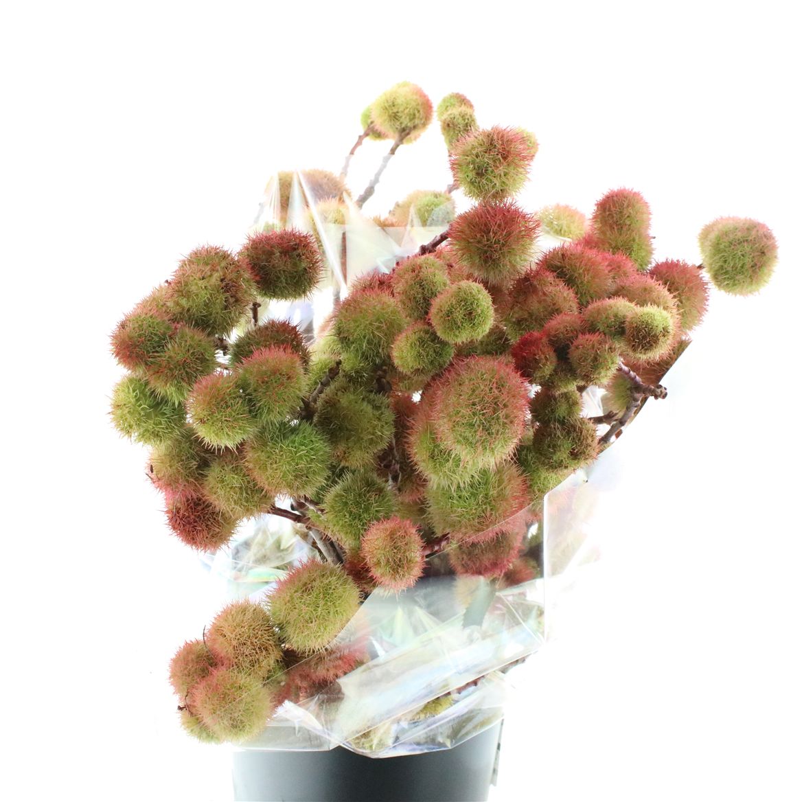 Castanea Sativa 60cm 400gr.