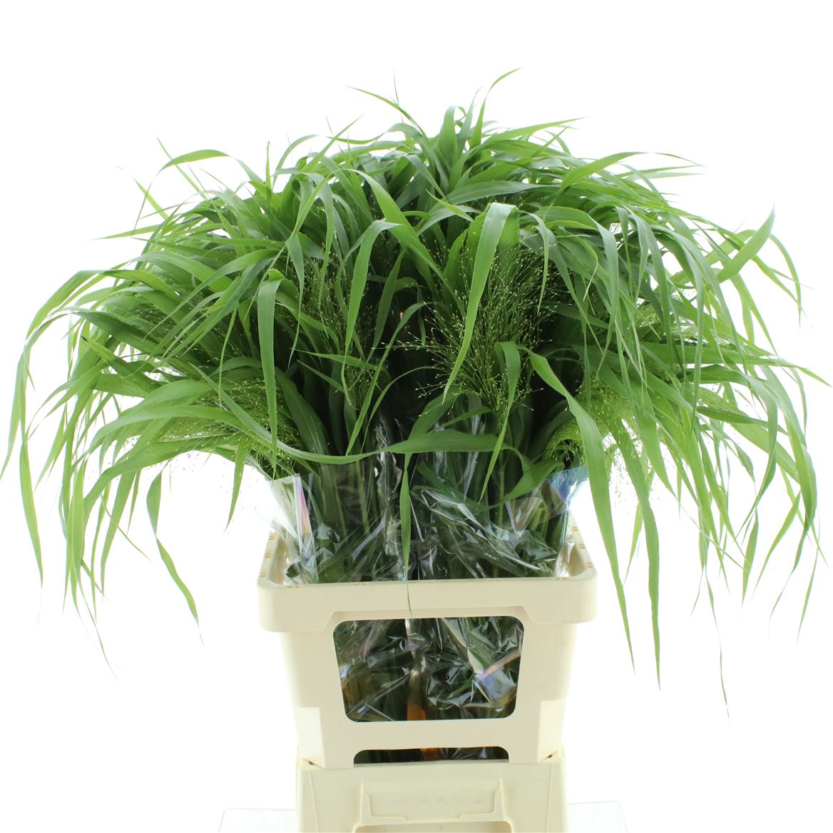 Panicum Fontaine 80cm