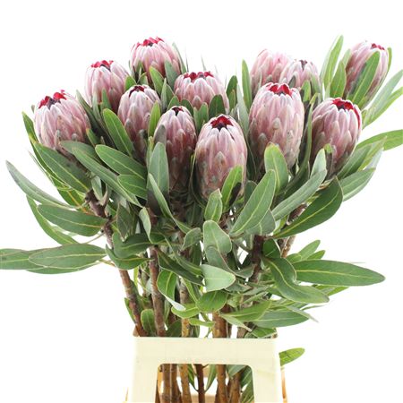 Protea Pink Ice