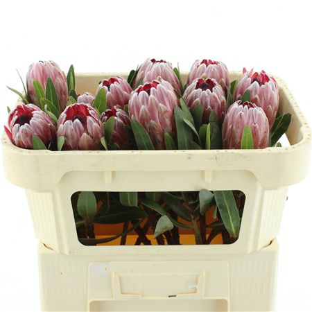 Protea Pink Ice