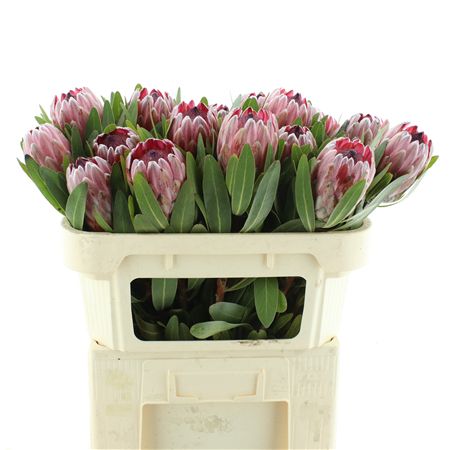 Protea Pink Ice