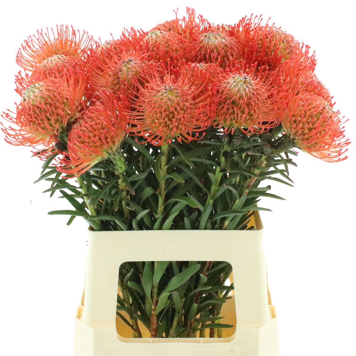 Leucospermum Succession 65cm