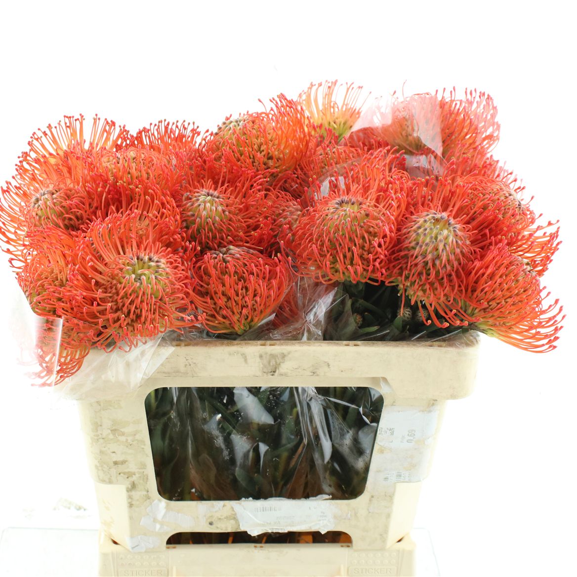 Leucospermum Succession 50cm