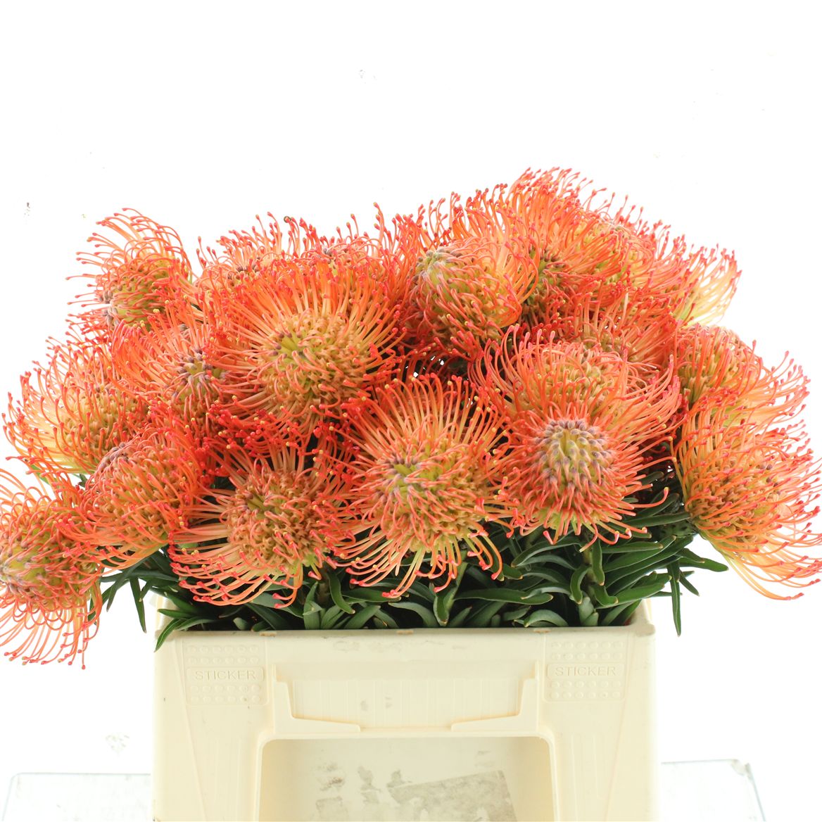 Leucospermum Succession 40cm