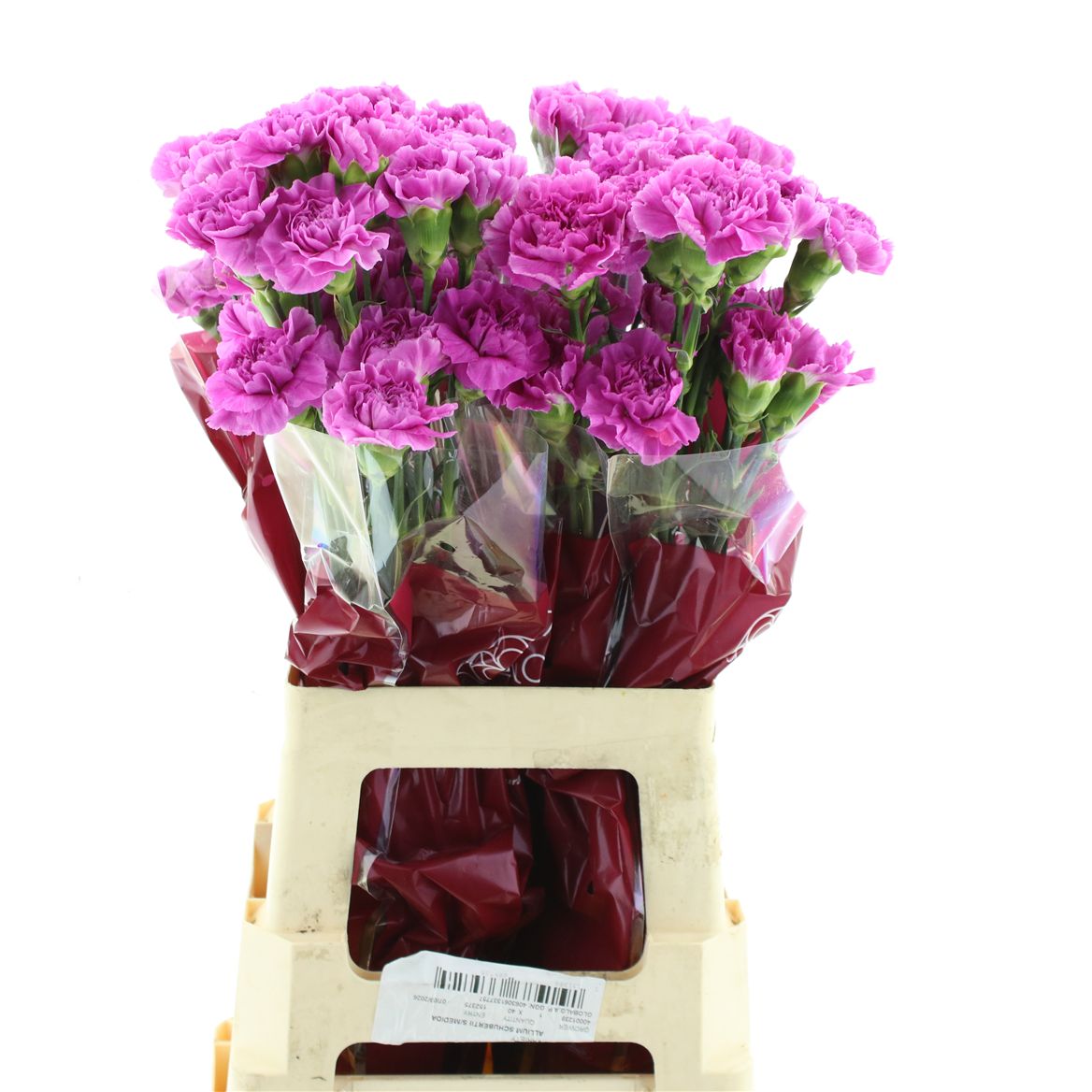 Dianthus Single Farida 70cm