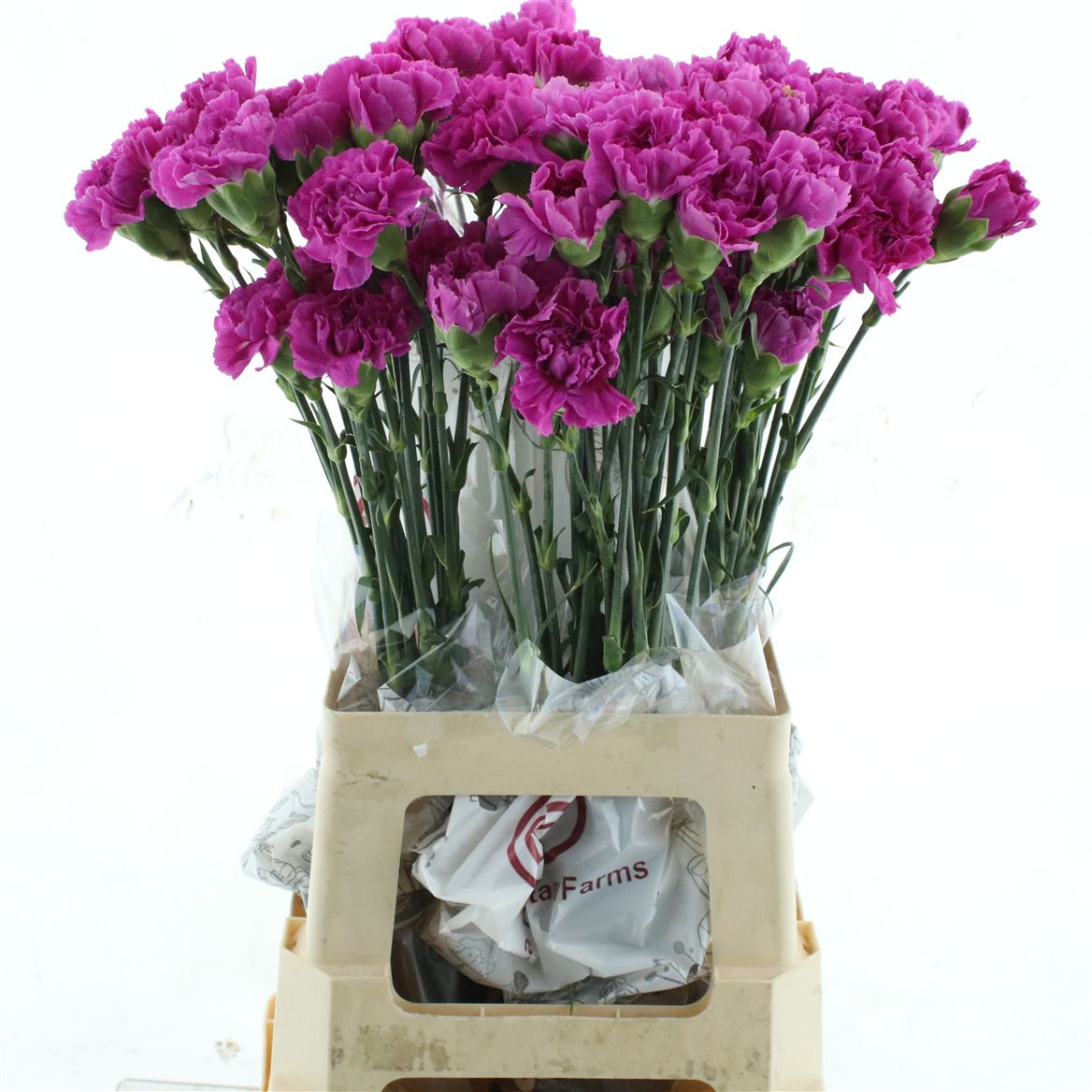 Dianthus Single Farida 70cm