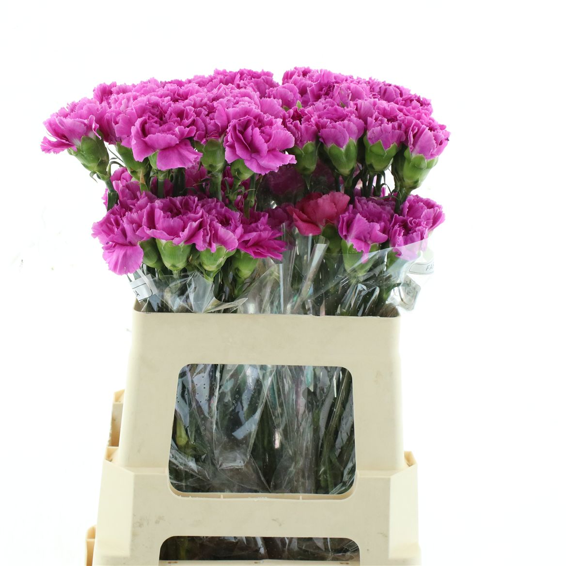 Dianthus Single Farida 55cm
