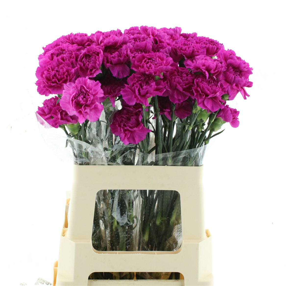 Dianthus Single Farida 60cm