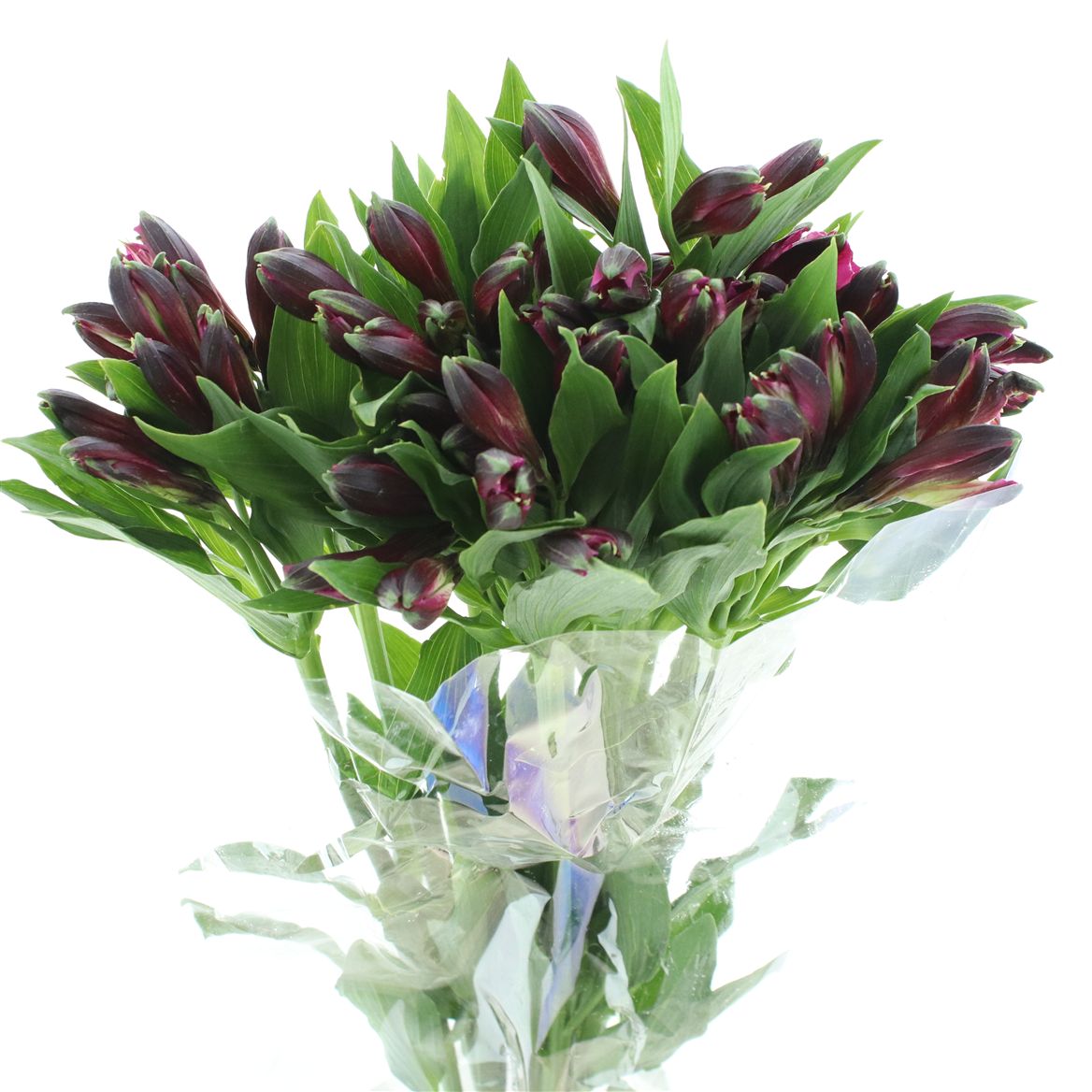 Alstroemeria Napoli 80cm 50gr.