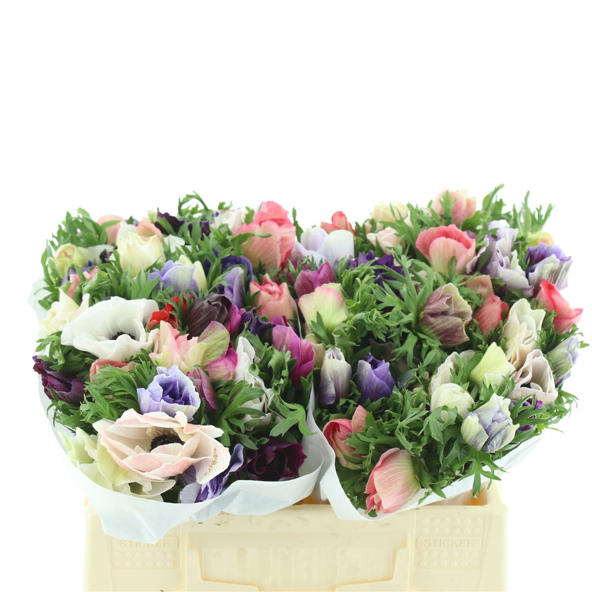 Anemone Coronaria Marianne Mix 35cm