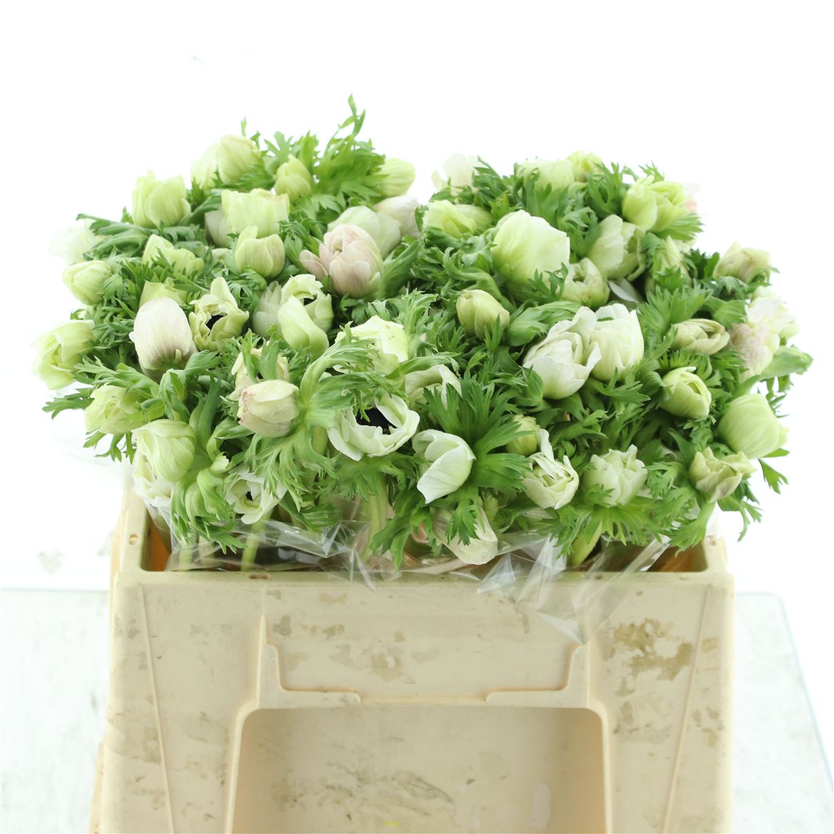 Anemone Coronaria Marianne White 35cm