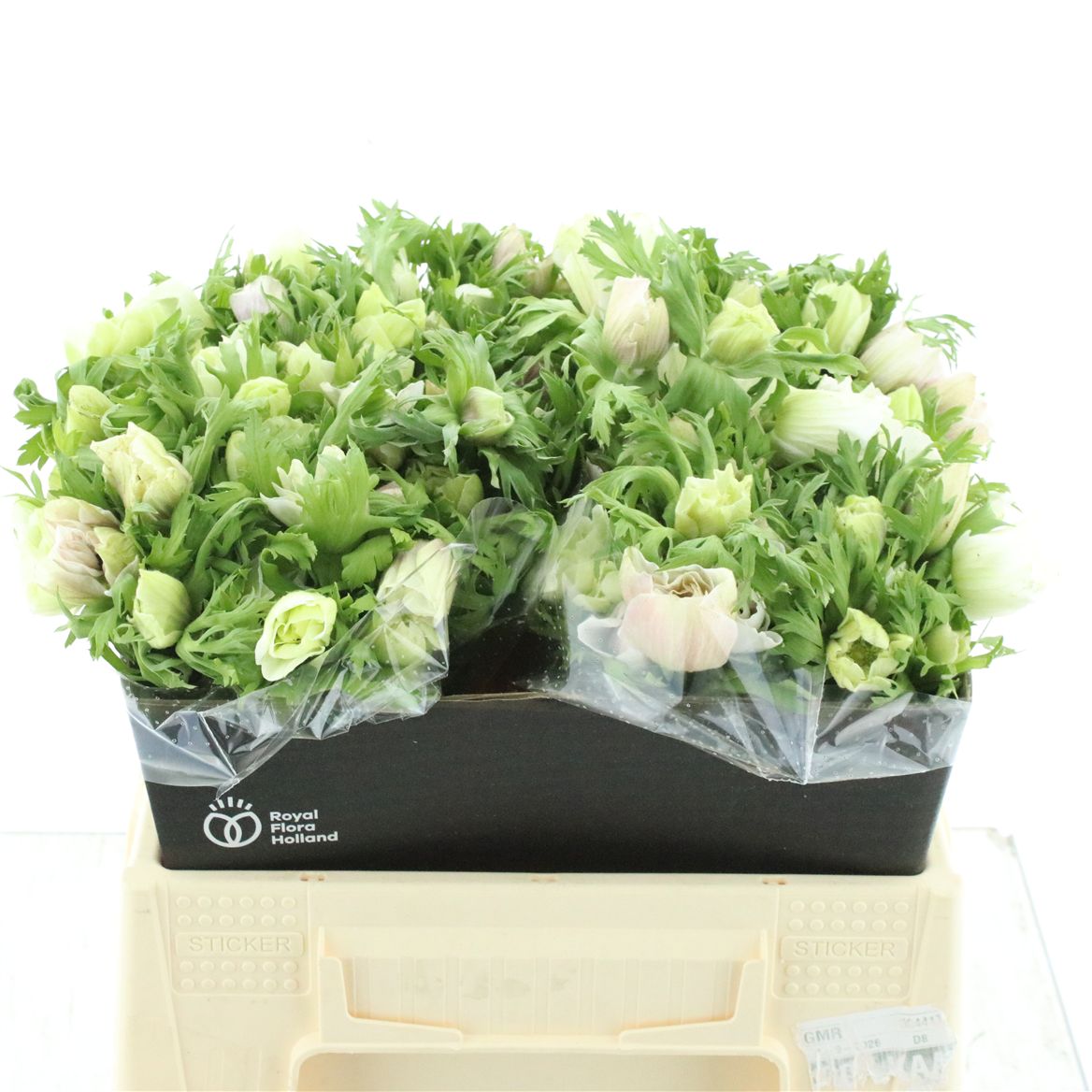 Anemone Coronaria Marianne White 40cm