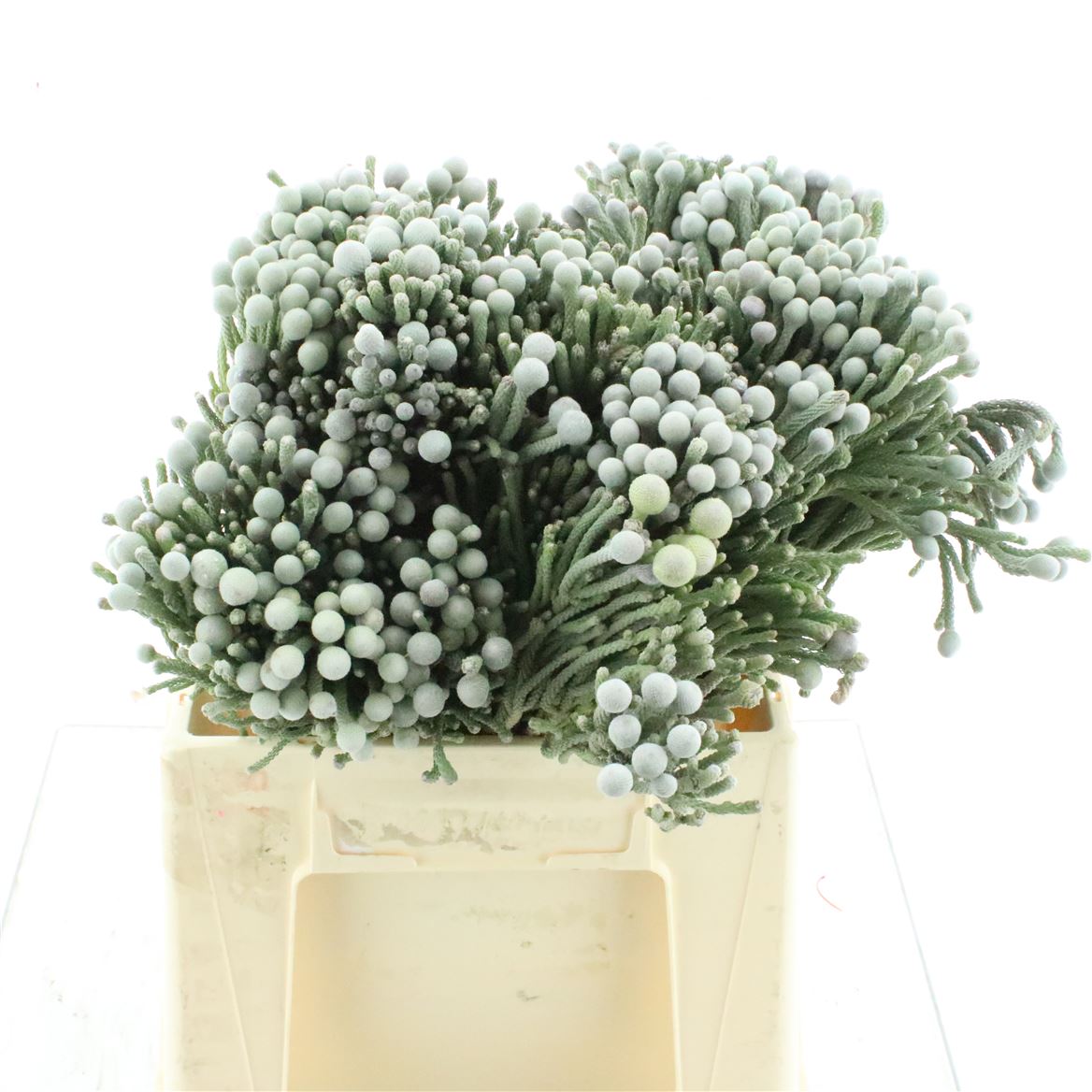 Brunia Laevis 40cm 23+