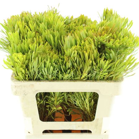 Leucad Platyspermum