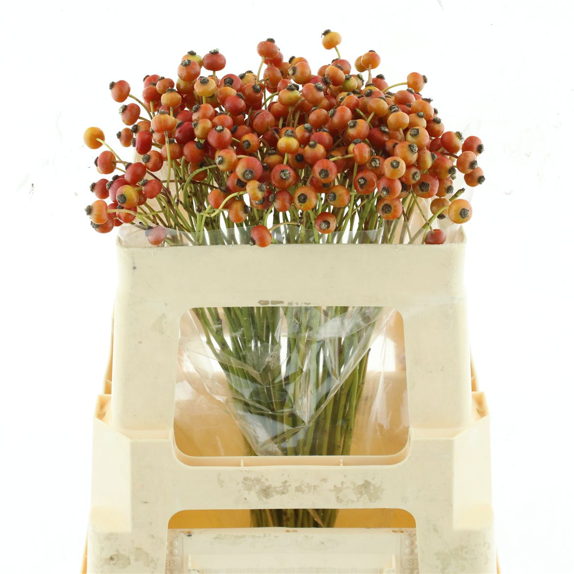 Rosa Magical Amazing Fantasy 50cm