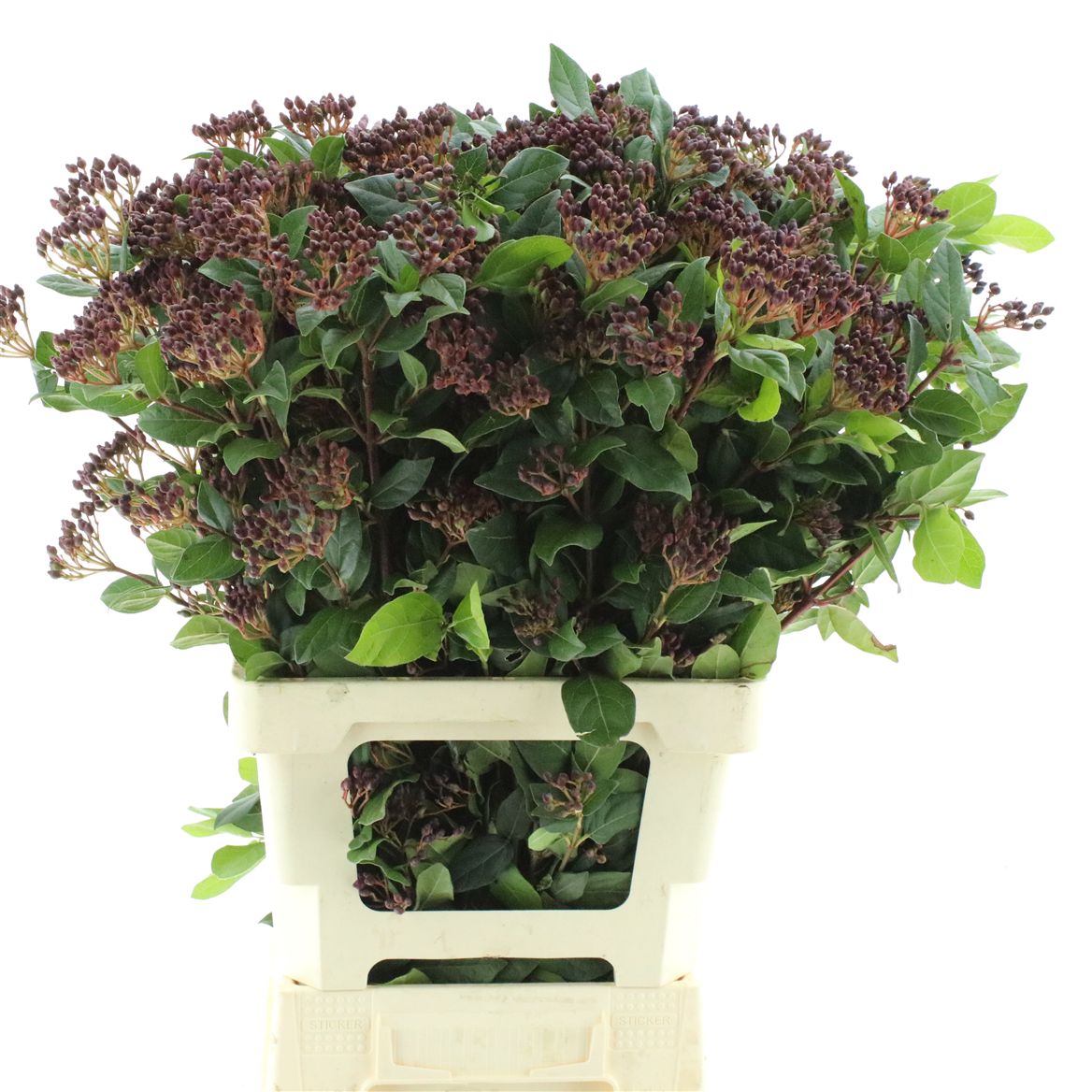 Viburnum Tinus Macrophyllum 70cm