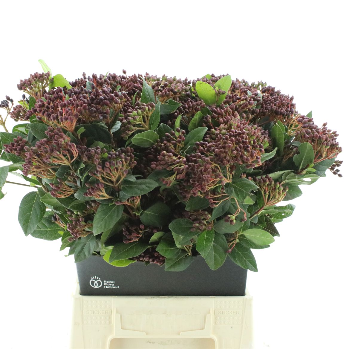 Viburnum Tinus Macrophyllum 50cm