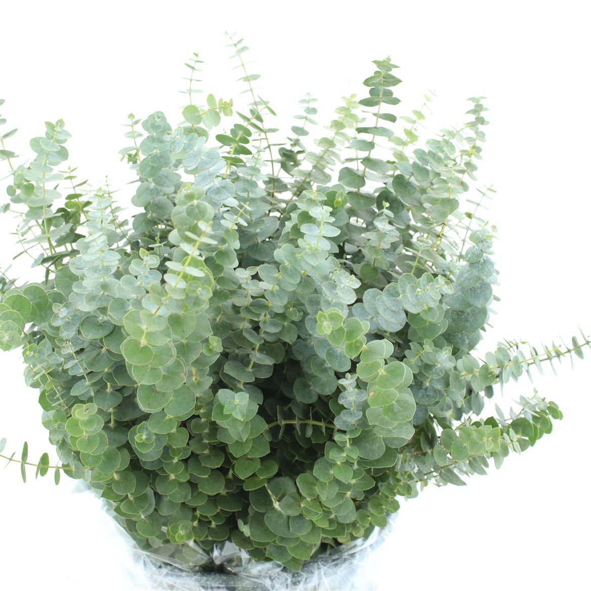 Eucalyptus Baby Blue Per Bunch 50cm 150gr.