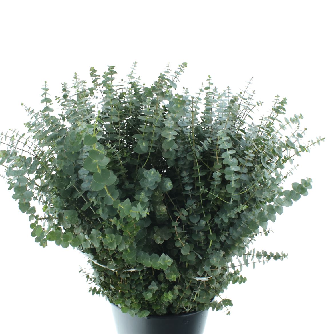 Eucalyptus Baby Blue Per Bunch 70cm 200gr.