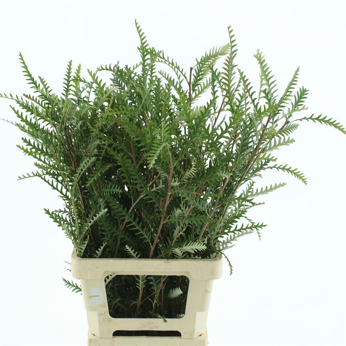 Grevillea Ivanhoe Bronze 70cm