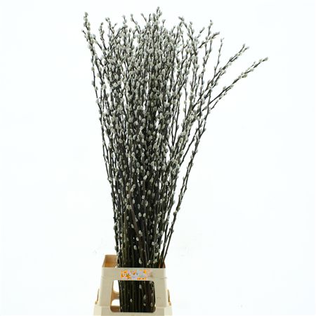 Salix Ca Snow Flake