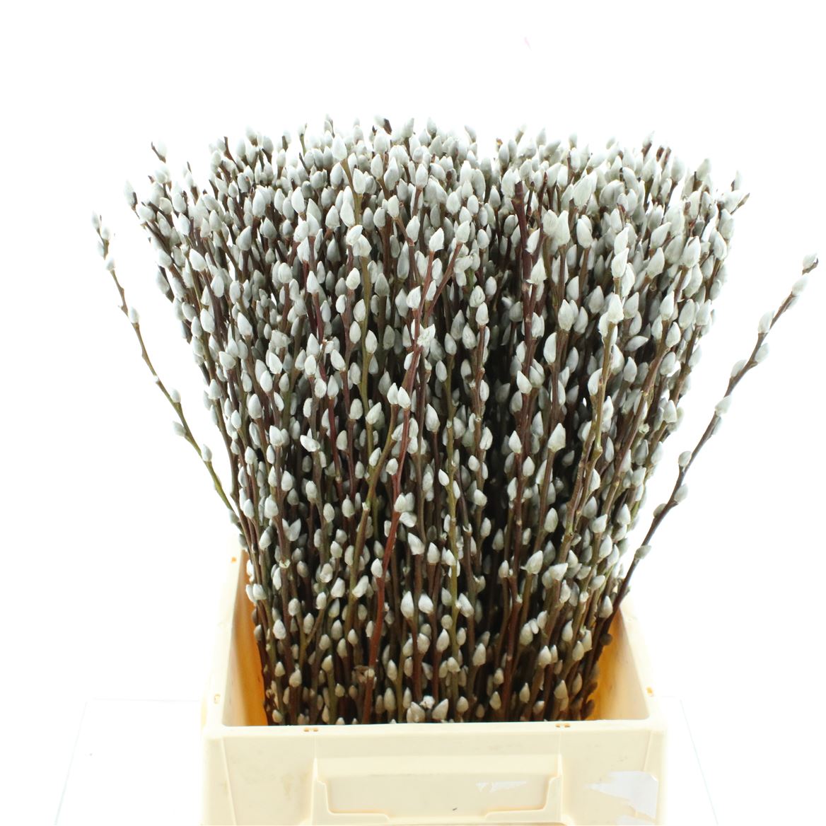 Salix Ca Snow Flake 50cm