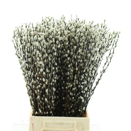 Salix Ca Snow Flake