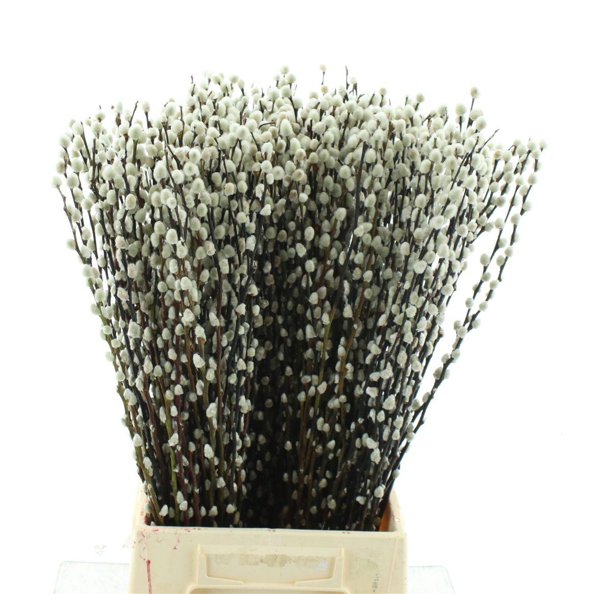 Salix Ca Snow Flake 60cm