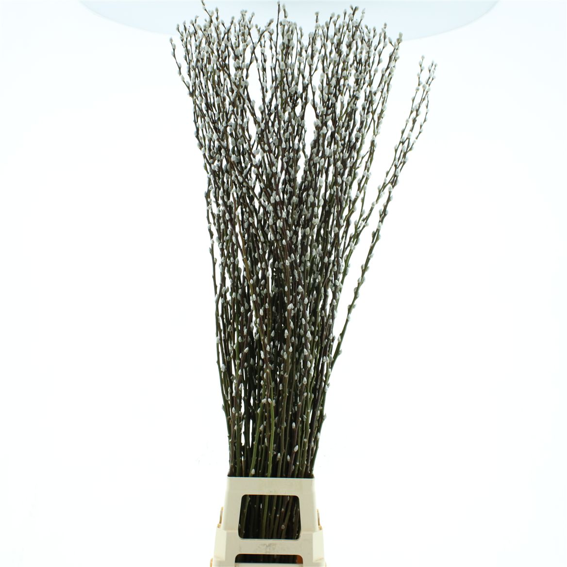 Salix Ca Snow Flake 150cm