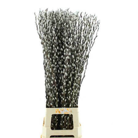 Salix Ca Snow Flake
