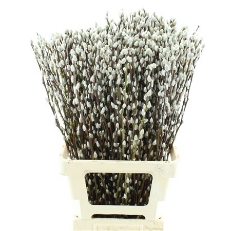 Salix Ca Snow Flake