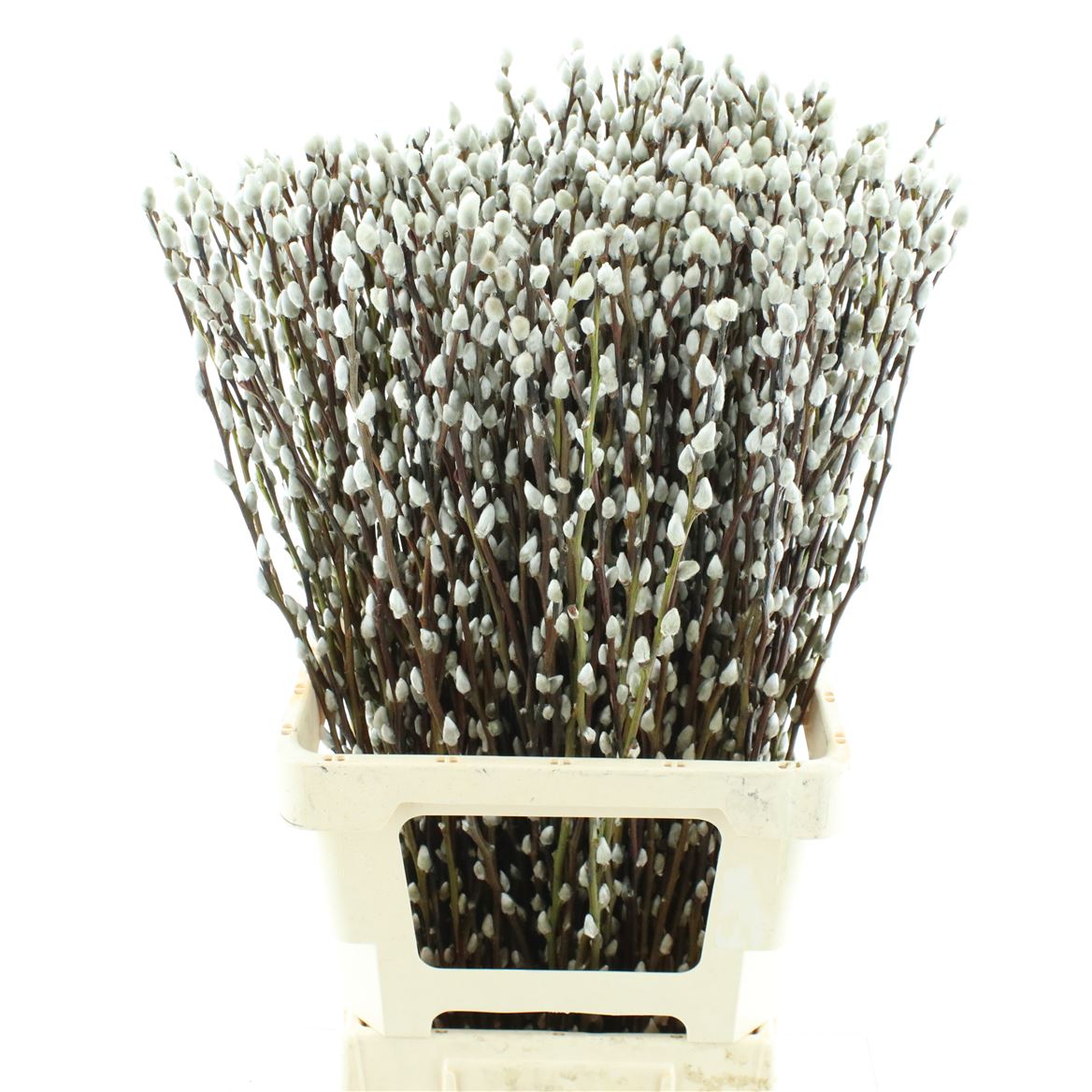 Salix Ca Snow Flake 70cm