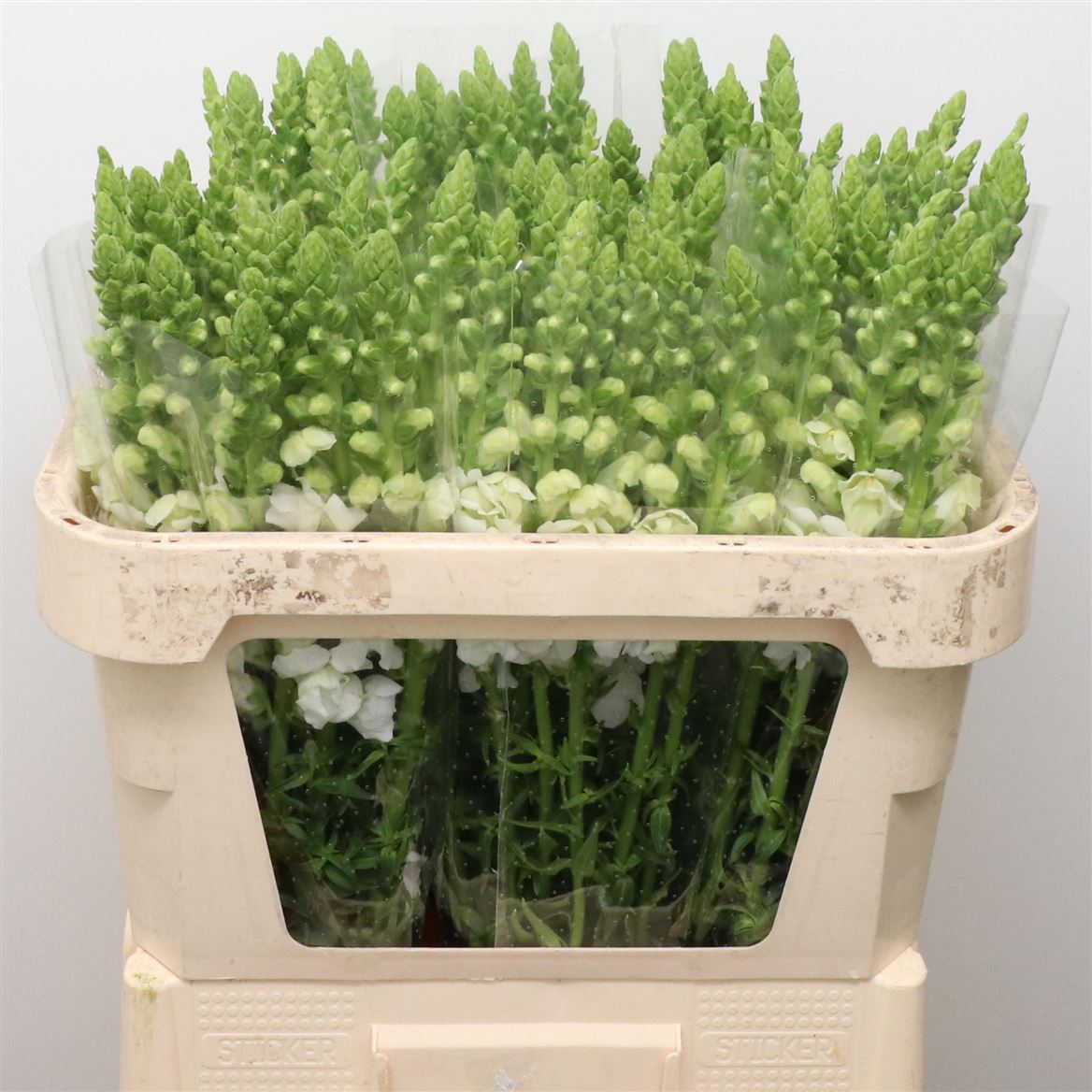 Antirrhinum Opus White 70cm