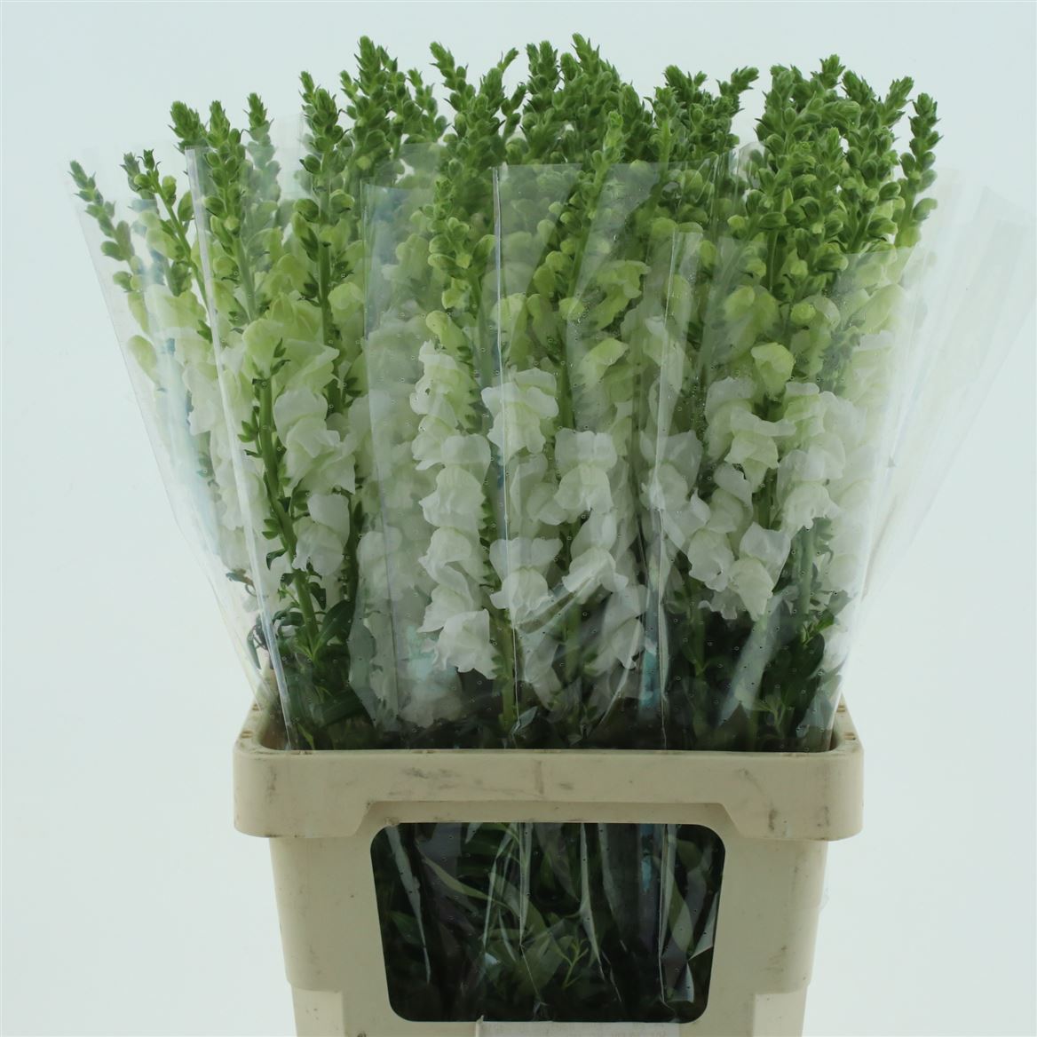 Antirrhinum Opus White 70cm