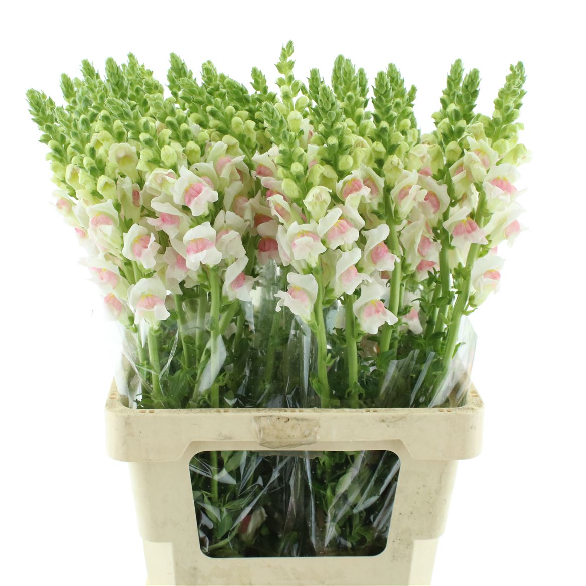 Antirrhinum Opus Appleblossom 65cm