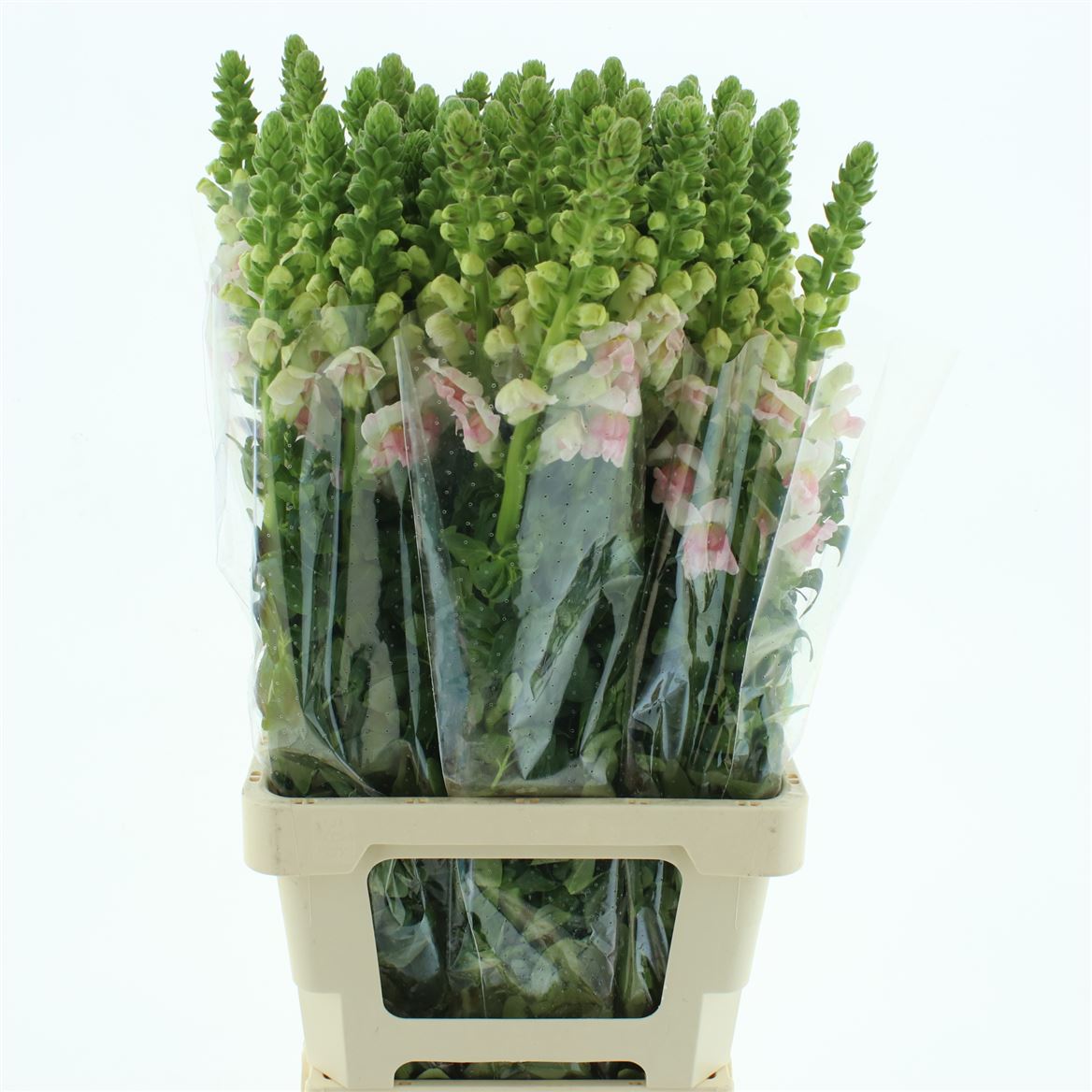 Antirrhinum Opus Appleblossom 70cm