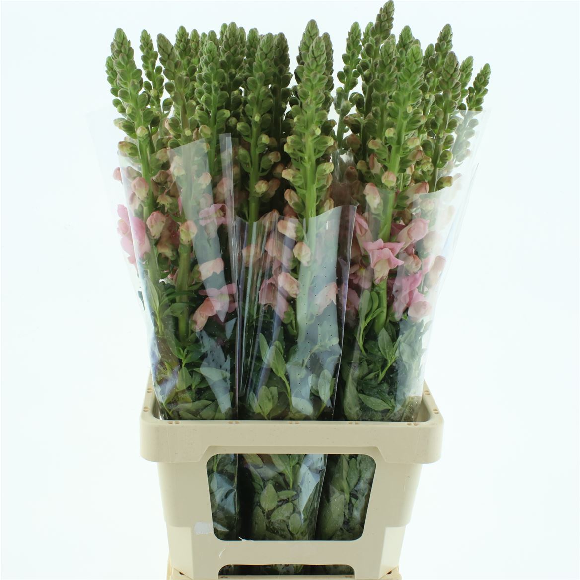 Antirrhinum Opus Pink 70cm
