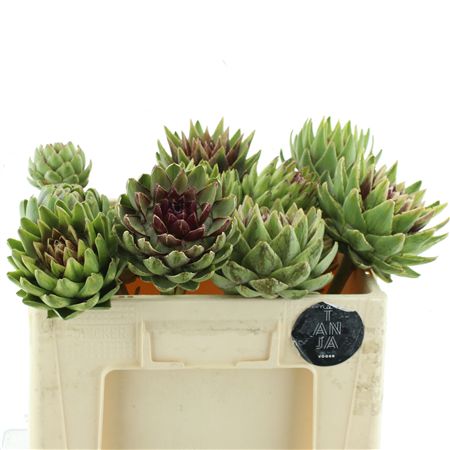 Cynara Sc Green Glob