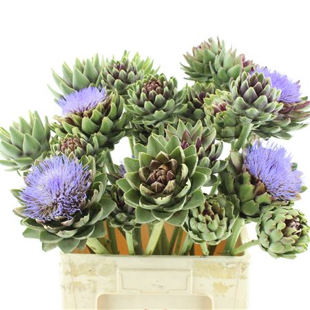 Cynara Sc Green Glob