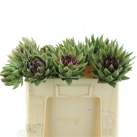 Cynara Sc Green Glob