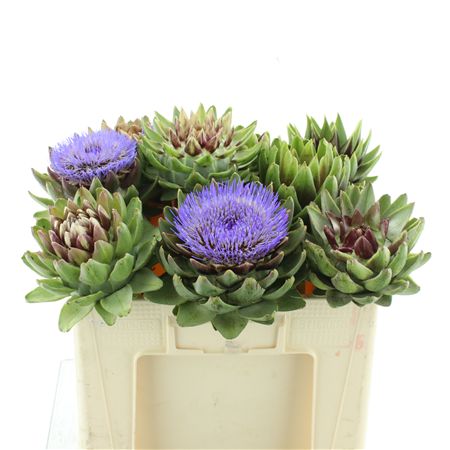 Cynara Sc Green Glob