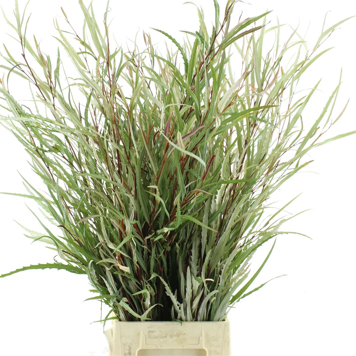 Grevillea Ivanhoe Bronze Per Bunch 80cm