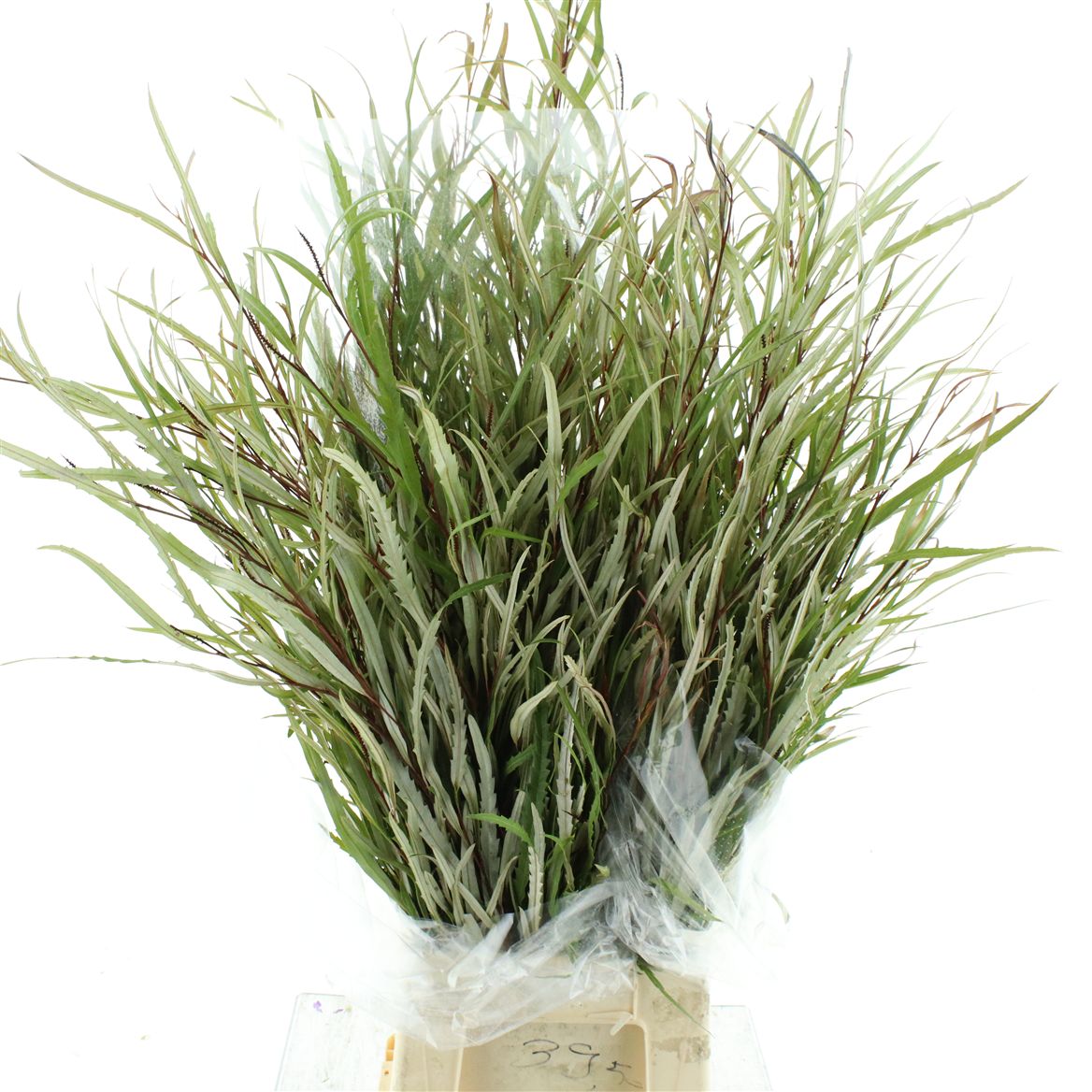 Grevillea Ivanhoe Bronze Per Bunch 80cm